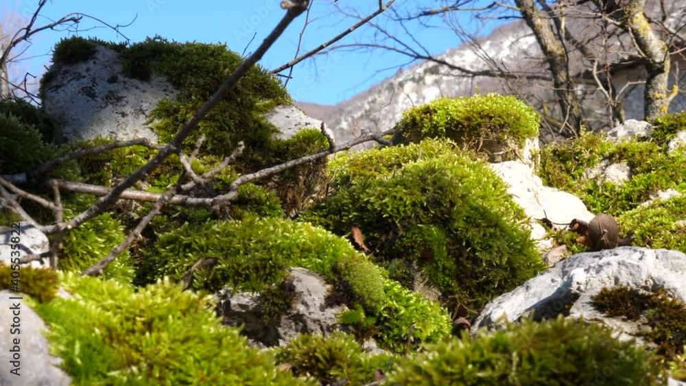 Green moss covers the stones of a country wall.
Macro view. Rocks covered with moss. Soft focus. Green moss covers the stones of a country wall.
Macro view. Rocks covered with moss. Soft focus.