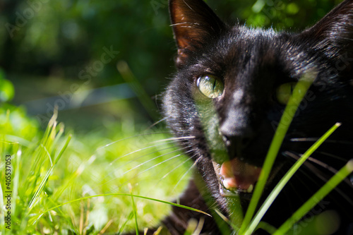 Gatto nero con occhi gialli nell'erba verde, dettaglio