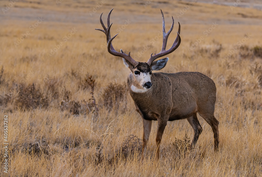 A Mule Deer Buck with Large Antlers in Autumn A Mule Deer Buck with Large Antlers in Autumn