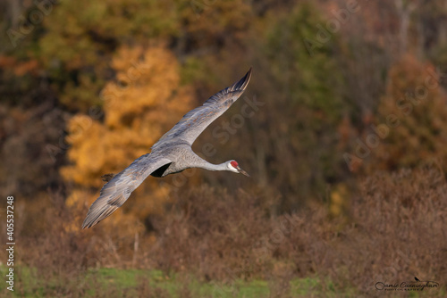 Sandhill Crane during migration © Jamie