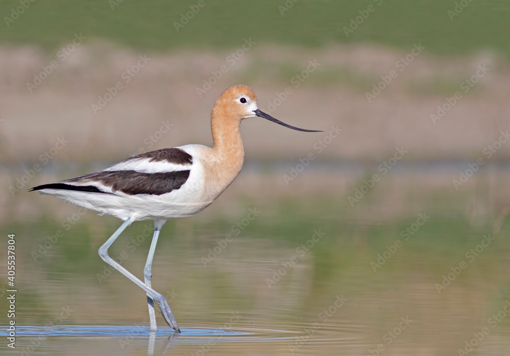 Obraz premium American Avocet