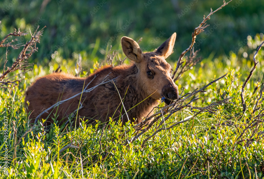 A Baby Moose Calf Roaming the Colorado Mountains on a Spring Morning A Baby Moose Calf Roaming the Colorado Mountains on a Spring Morning