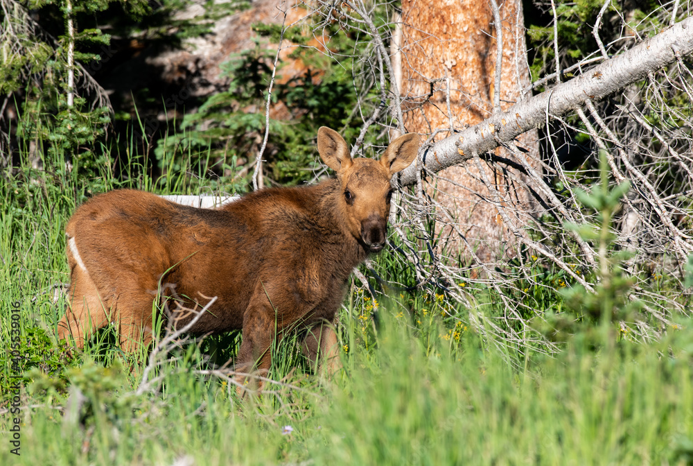 Fototapeta premium A Baby Moose Calf Roaming the Colorado Mountains on a Spring Morning