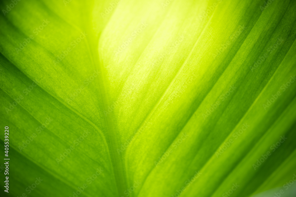 Concept nature view of green leaf on blurred greenery background in garden and sunlight with copy space using as background natural green plants landscape, ecology, fresh wallpaper concept. Concept nature view of green leaf on blurred greenery background in garden and sunlight with copy space using as background natural green plants landscape, ecology, fresh wallpaper concept.