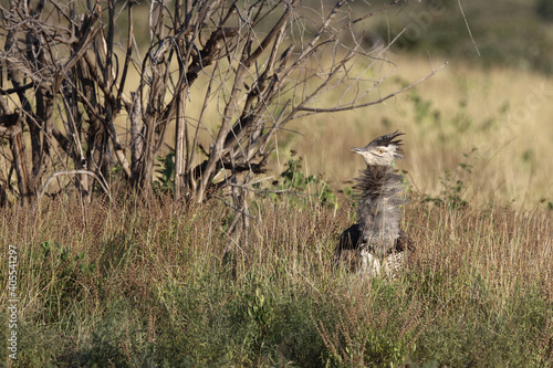 Riesentrappe / Kori bustard / Andreotis kori. photo