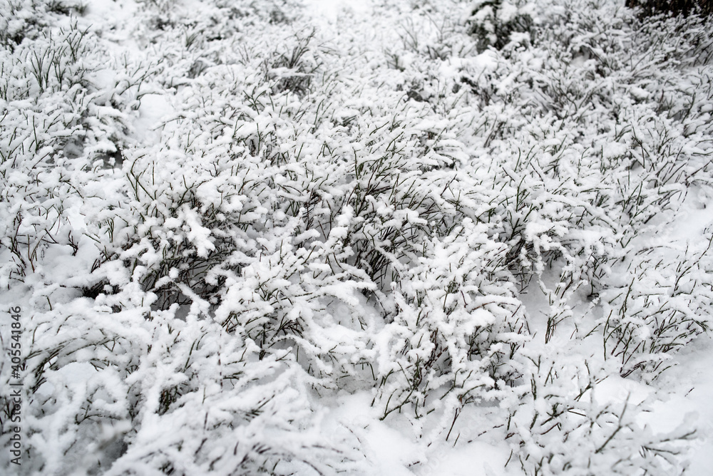 Snowy forest. Berry bushes in the snow. Snowy forest. Berry bushes in the snow.