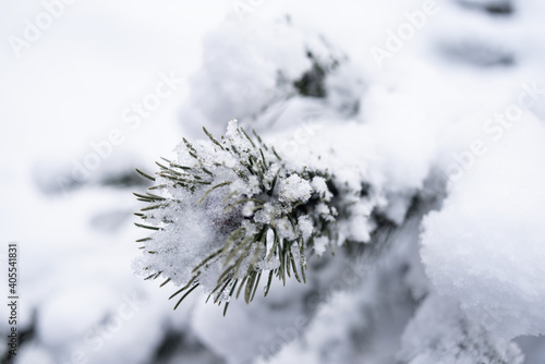 The pine branch is densely covered with snow. photo