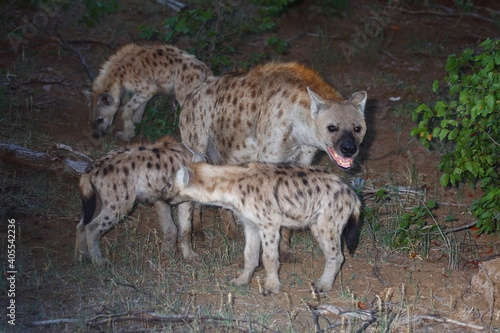 Tüpfelhyäne / Spotted Hyaena / Crocuta crocuta. © Ludwig