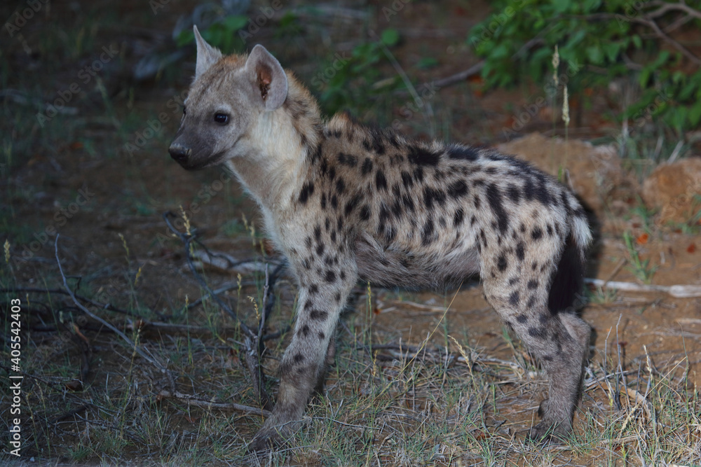 Tüpfelhyäne / Spotted Hyaena / Crocuta crocuta. Tüpfelhyäne / Spotted Hyaena / Crocuta crocuta.