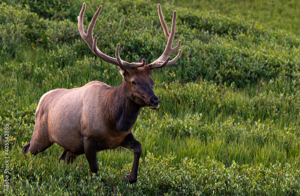 A Large Bull Elk with Velvet Antlers in the Mountains on a Summer Morning