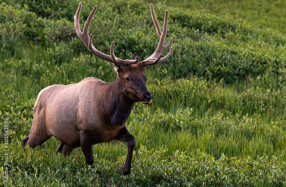 A Large Bull Elk with Velvet Antlers in the Mountains on a Summer Morning A Large Bull Elk with Velvet Antlers in the Mountains on a Summer Morning
