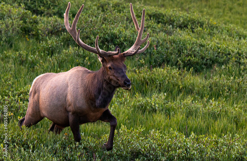 A Large Bull Elk with Velvet Antlers in the Mountains on a Summer Morning