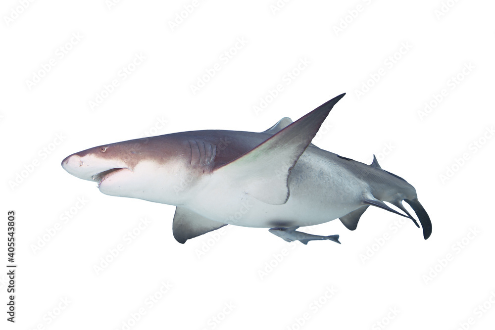 Lemon Shark isolated on white background.
