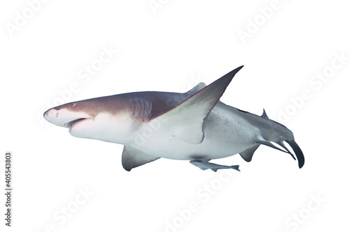 Lemon Shark isolated on white background. 