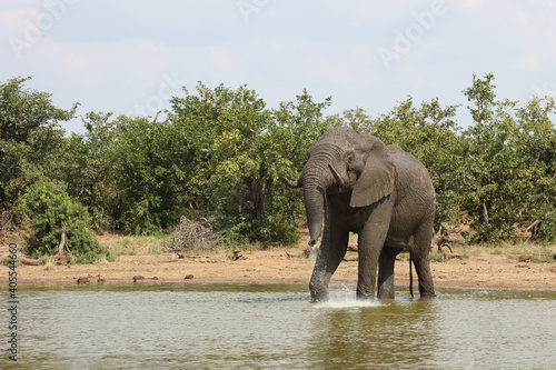 Afrikanischer Elefant   African elephant   Loxodonta africana