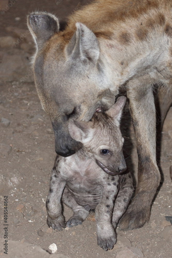 Tüpfelhyäne / Spotted Hyaena / Crocuta crocuta. Tüpfelhyäne / Spotted Hyaena / Crocuta crocuta.