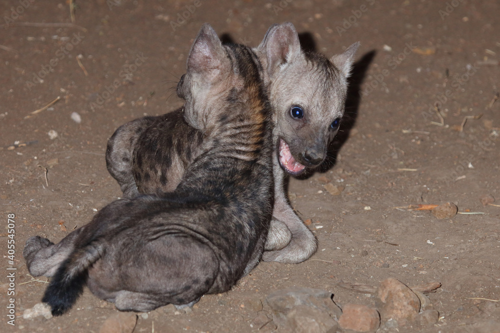 Tüpfelhyäne / Spotted Hyaena / Crocuta crocuta. Tüpfelhyäne / Spotted Hyaena / Crocuta crocuta.