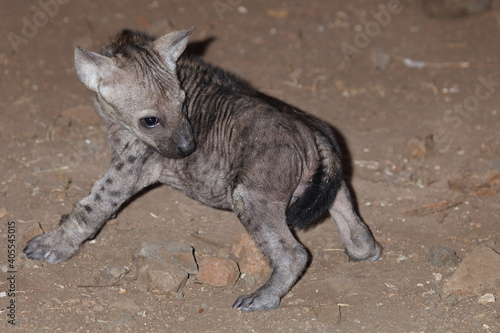 Tüpfelhyäne / Spotted Hyaena / Crocuta crocuta.