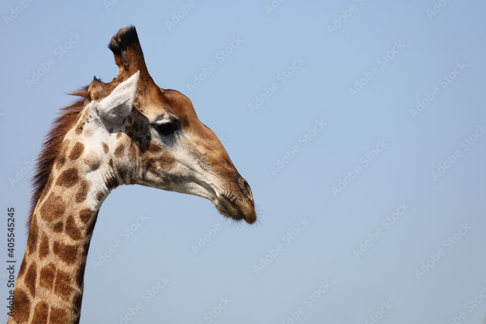 Obraz premium Giraffe / Giraffe / Giraffa Camelopardalis