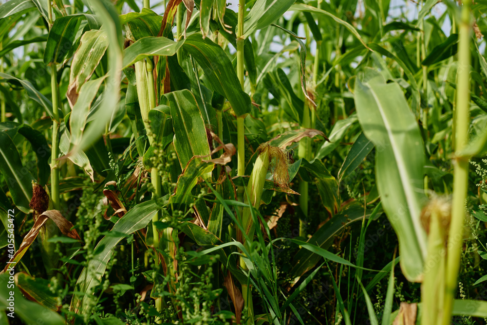Close up of ear of corn in cornfield Close up of ear of corn in cornfield