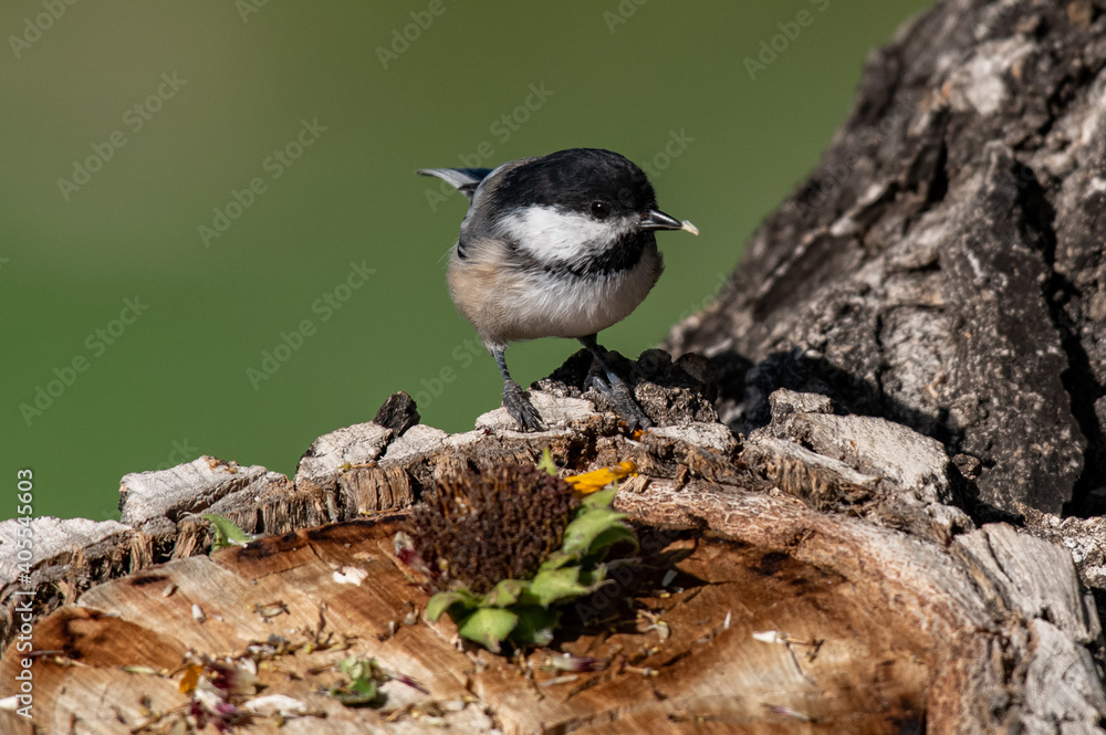 Naklejka premium An Adorable Black-capped Chickadee Feeding on a Sunflower