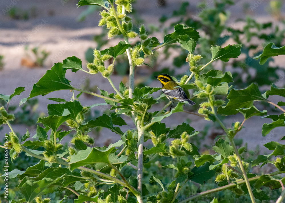 A Beautiful Townsend's Warbler Perched in a Bush