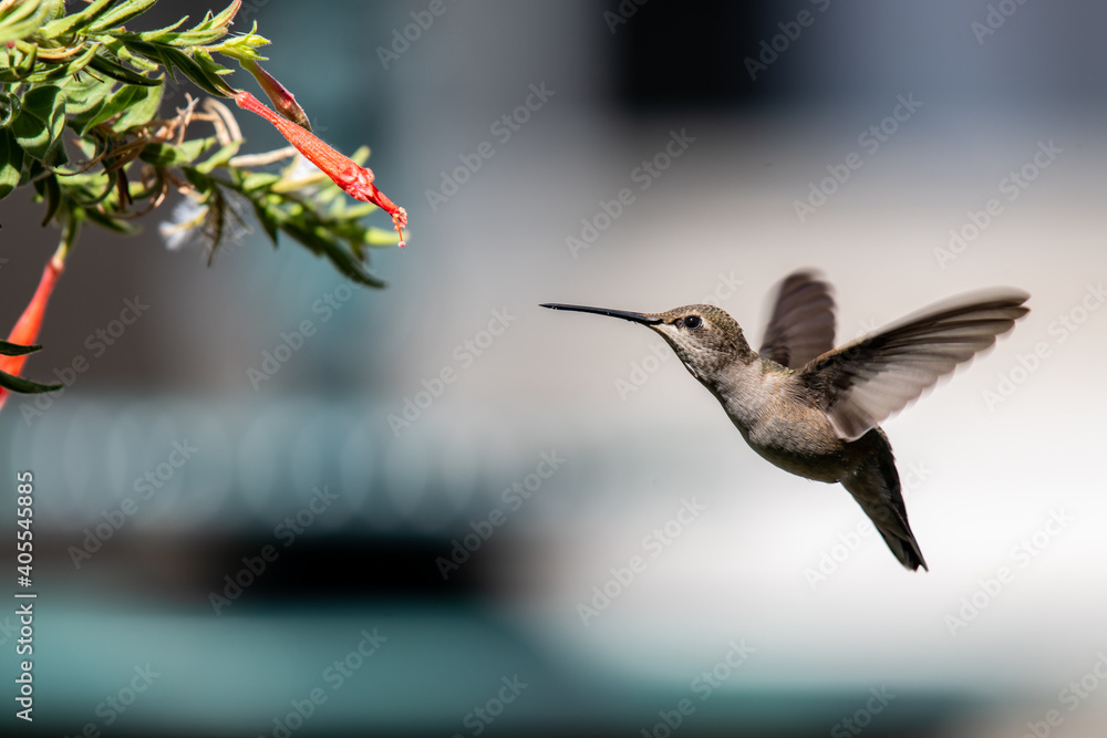 Fototapeta premium A Hummingbird Feeding on a Flowers Nectar on a Summer Evening