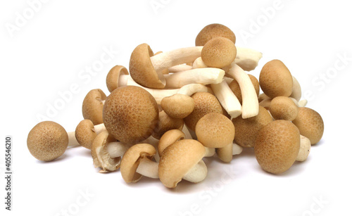 Brown beech mushrooms, Shimeji mushroom, Edible mushroom isolated on white background