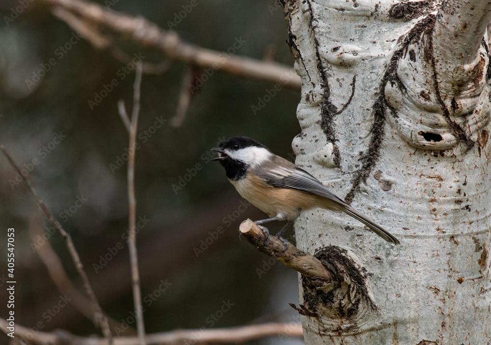Fototapeta premium A Black-capped Chickadee Perched on a Branch
