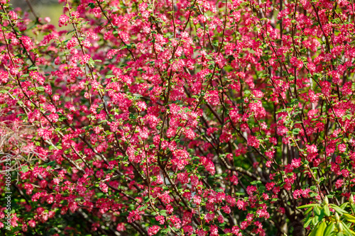 Blooming trees in spring with red flowers.