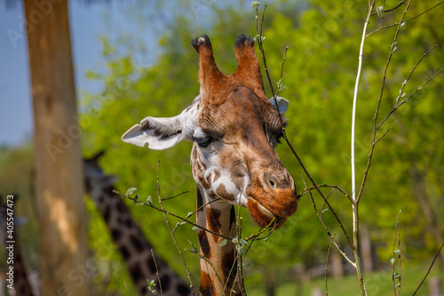 An adult giraffe eats branches at the zoo.