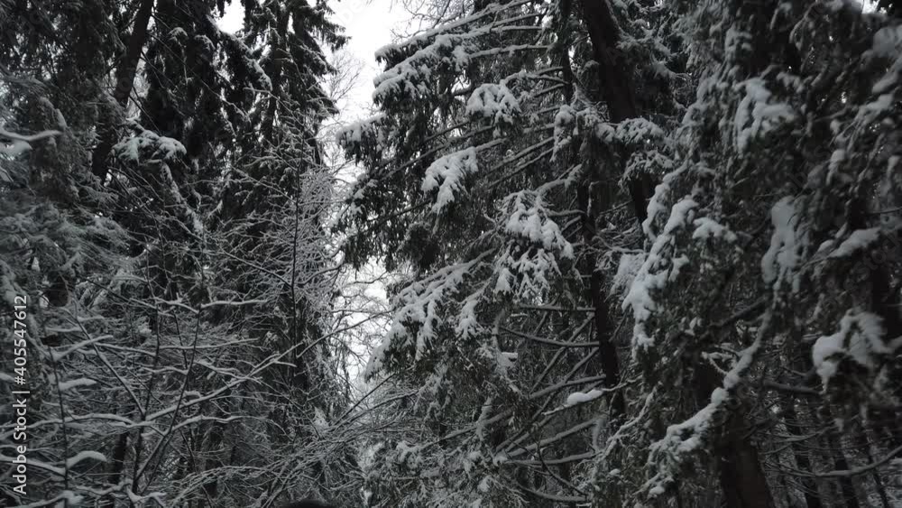 Snowy and cold winter forest, Tree branches in winter forest in snow Snowy and cold winter forest, Tree branches in winter forest in snow