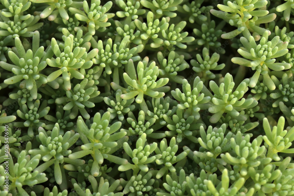 Leaves of white stonecrop , growing in flower bed. Sedum album. Ground cover plants. Leaves of white stonecrop , growing in flower bed. Sedum album. Ground cover plants.