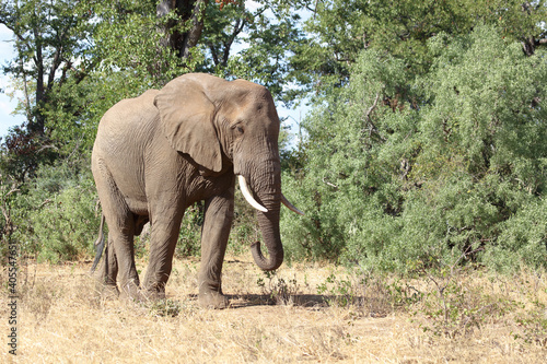 Afrikanischer Elefant   African elephant   Loxodonta africana