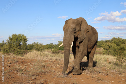 Afrikanischer Elefant   African elephant   Loxodonta africana