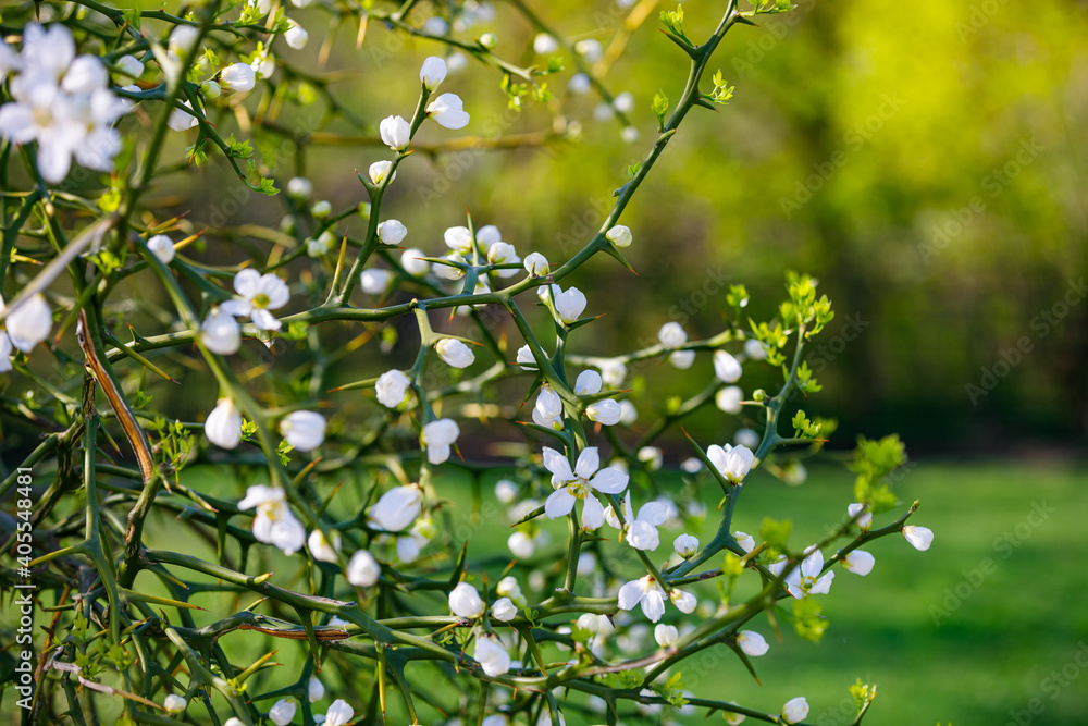 Blooming bushes in spring with white flowers on a background of green forest.
