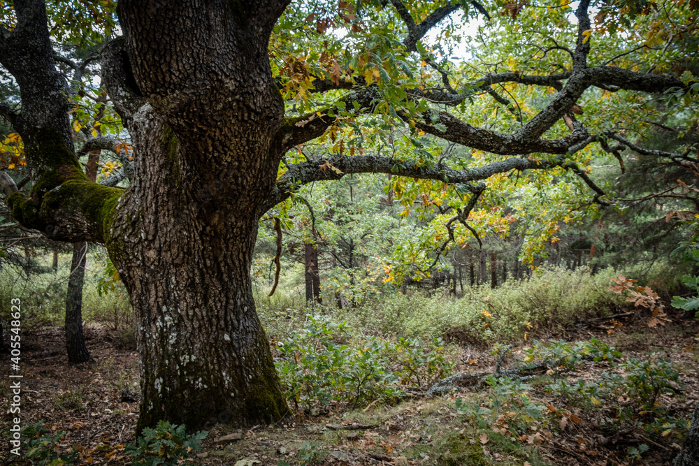 Las Guensas centennial oak, Sierra Norte de Guadalajara Natural Park, Cantalojas, Guadalajara, Spain Las Guensas centennial oak, Sierra Norte de Guadalajara Natural Park, Cantalojas, Guadalajara, Spain