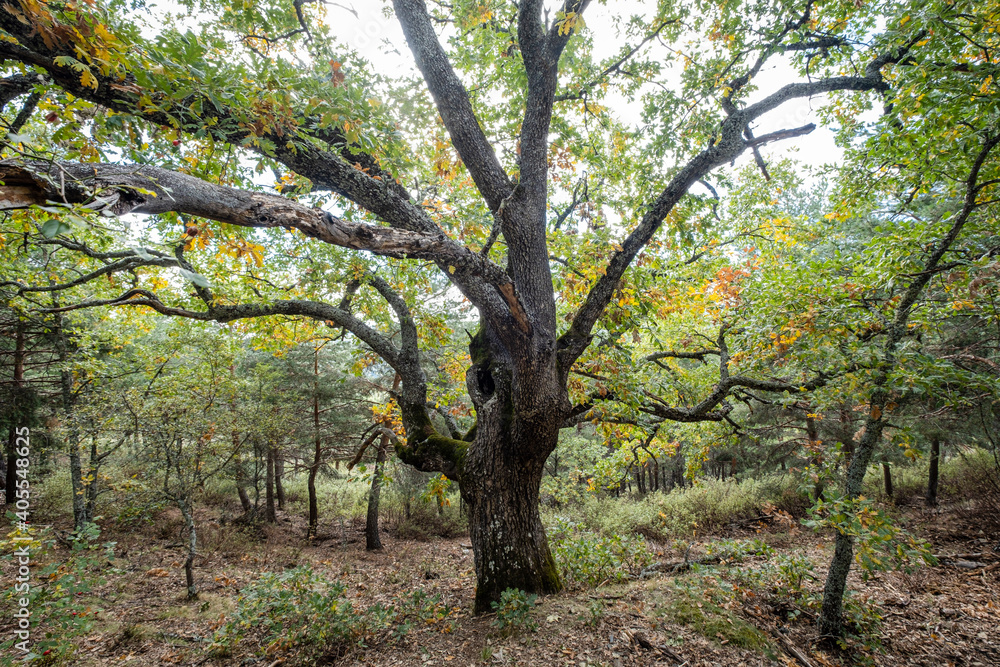 Las Guensas centennial oak, Sierra Norte de Guadalajara Natural Park, Cantalojas, Guadalajara, Spain