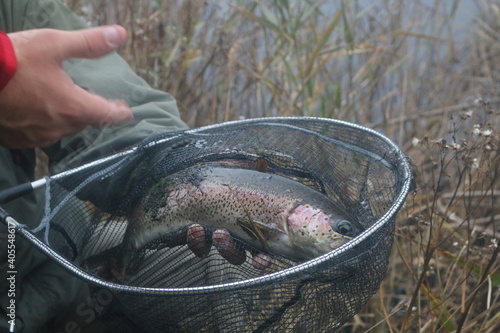 Trout fish in the hand and net