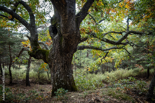 Las Guensas centennial oak, Sierra Norte de Guadalajara Natural Park, Cantalojas, Guadalajara, Spain