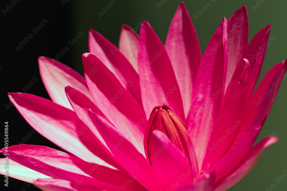 Fototapeta premium The Red Water Lily (Nymphaea nouchali), the national flower of Sri Lanka.