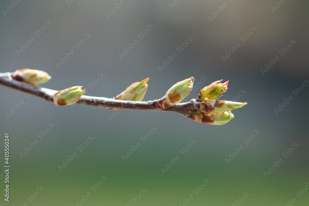 Leaf Buds On Branch Leaf Buds On Branch