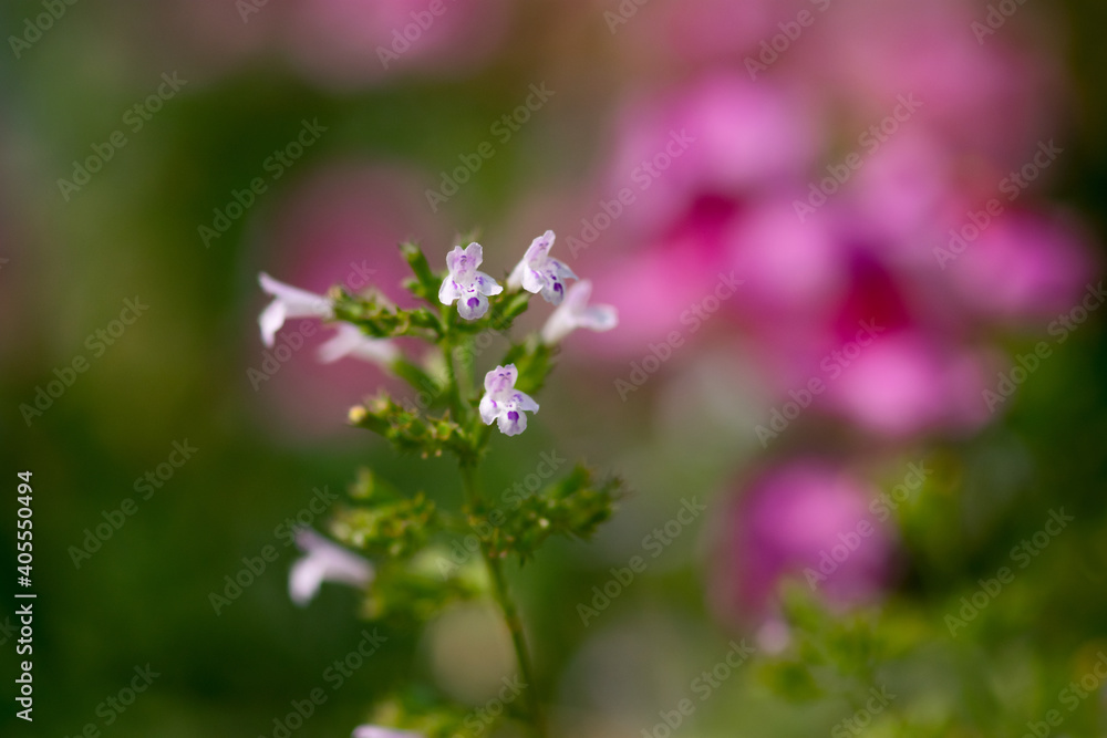 Obraz premium Nepitella Flower