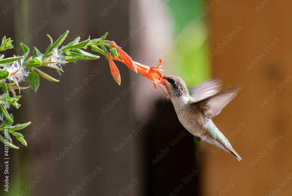 Fototapeta premium A Hummingbird Feeding on a Flowers Nectar on a Summer Evening