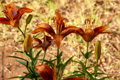 Tiger Lily