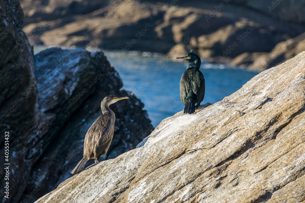 Fototapeta premium le cormoran et la mer