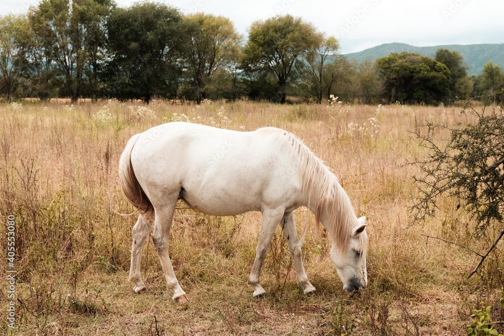 Caballos en el campo con paisaje de otoño Caballos en el campo con paisaje de otoño