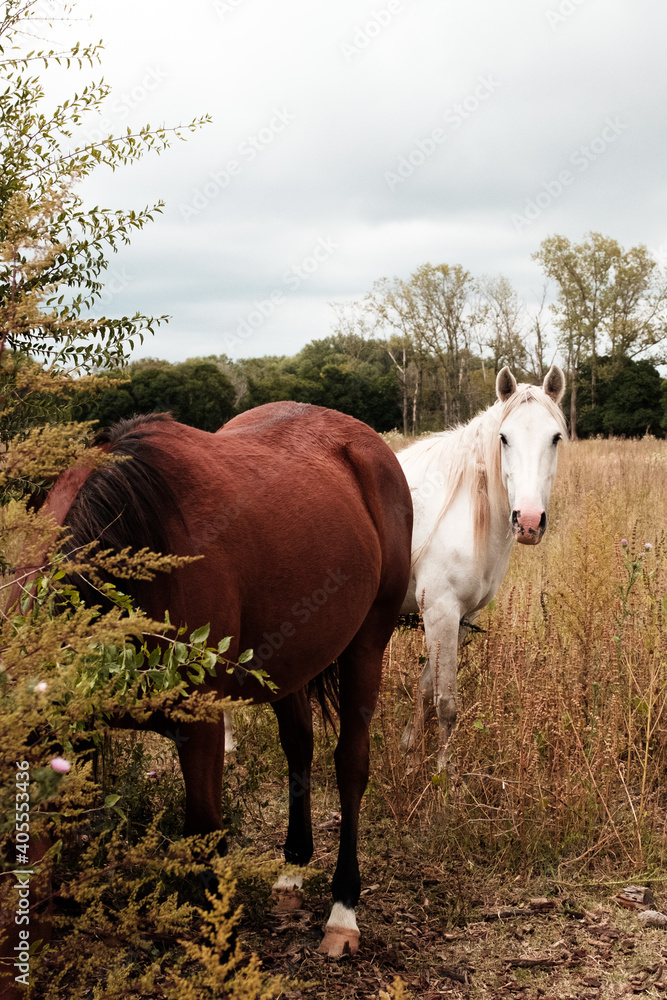 Fototapeta premium Caballos en el campo con paisaje de otoño