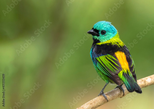 Green-headed tanager © Aisse