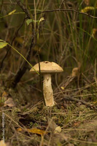 Harvesting forest mushrooms from ecologically clean places